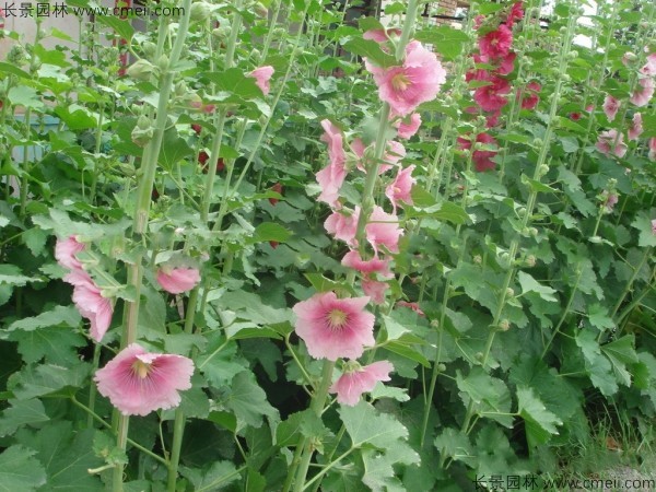 馬絡葵種子發芽出苗開花圖片