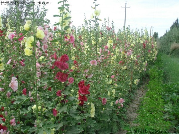 馬絡葵種子發芽出苗開花圖片