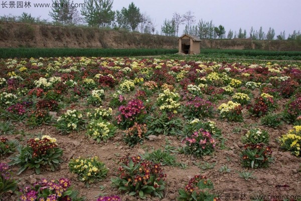 歐洲報春種子發芽出苗開花圖片