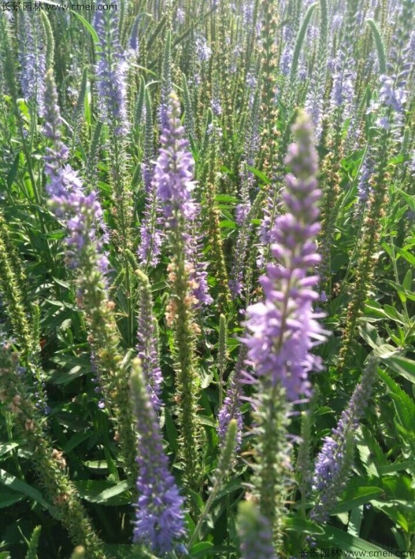 婆婆納種子發芽出苗開花圖片