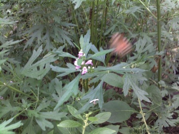 茺蔚子種子發芽出苗圖片