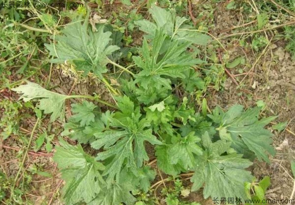 茺蔚子種子發芽出苗圖片