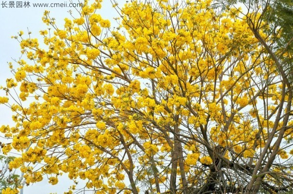 紅花風鈴木種子發芽出苗開花圖片