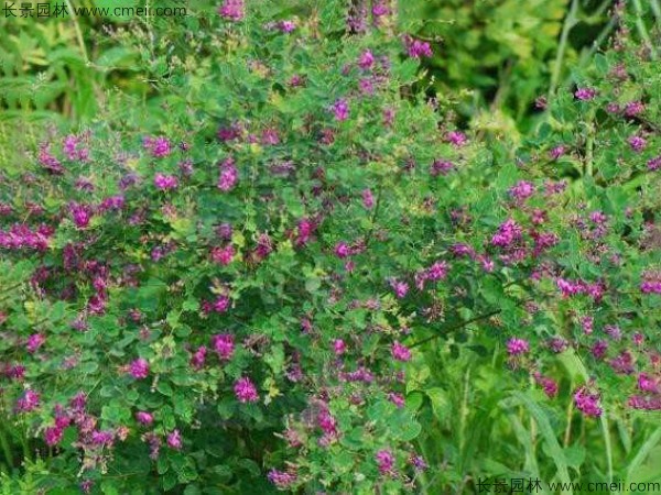 胡枝子種子發芽出苗開花圖片