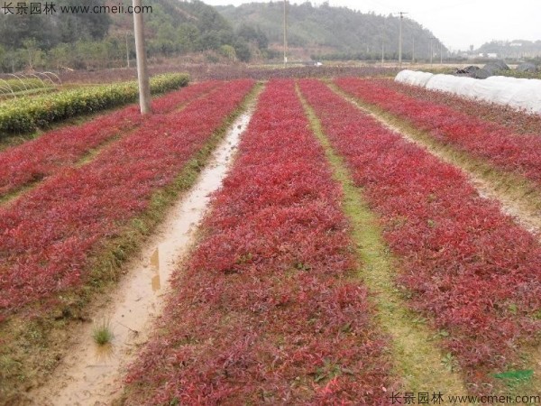 紅天竹種子發芽出苗圖片