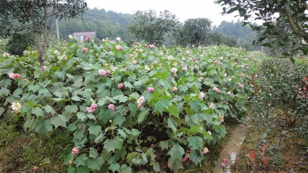 木芙蓉種子發芽出苗開花圖片