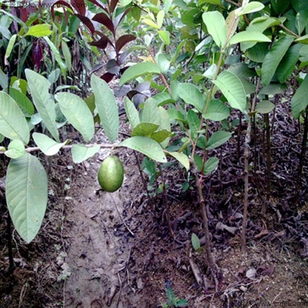 潘石榴種子發芽出苗圖片