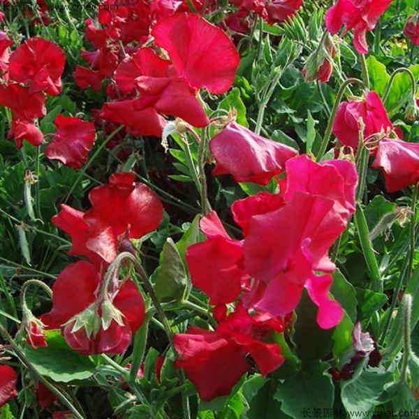 香豌豆種子發芽出苗開花圖片