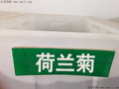 「荷蘭菊種子」最新荷蘭菊種子_價格_圖片_種植