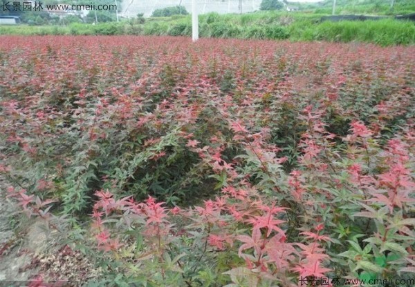 日本紅楓種子發芽出苗圖片