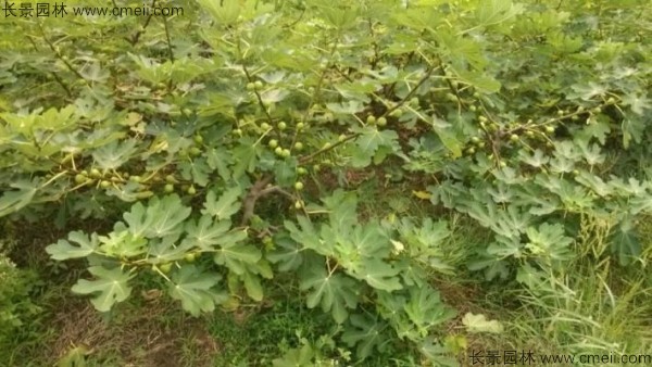 無花果種子發芽出苗圖片