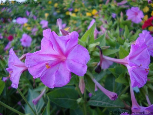 野茉莉種子發芽出苗開花圖片