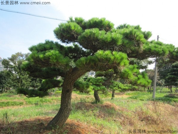 日本黑松種子發芽出苗圖片