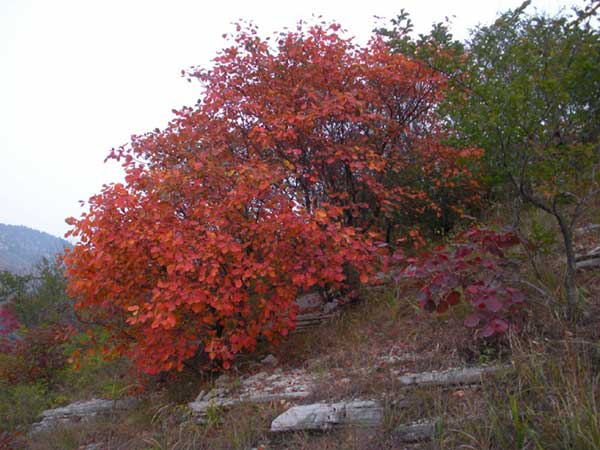 紅櫨種子發芽出苗圖片