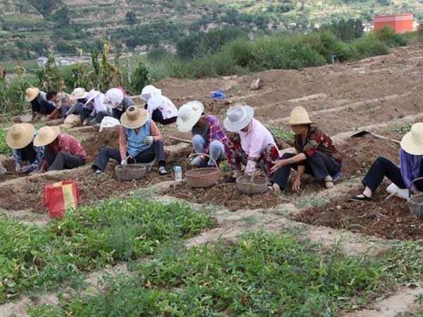 半夏種子發芽出苗采收圖片