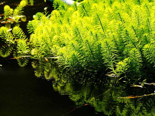 金魚藻種子發芽出苗圖片