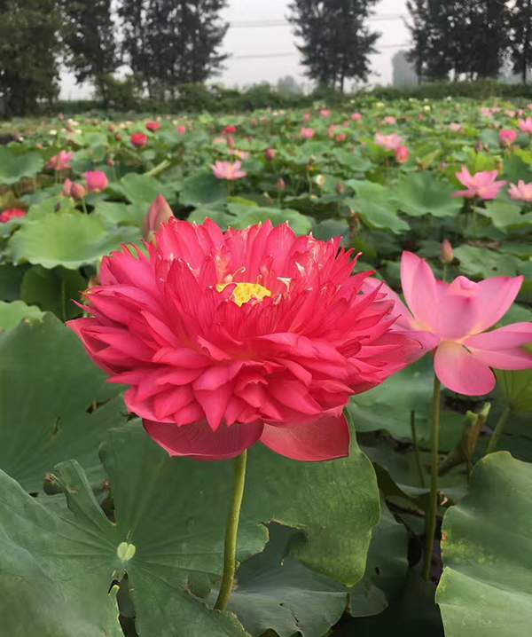 荷花種植基地實拍優質品種類