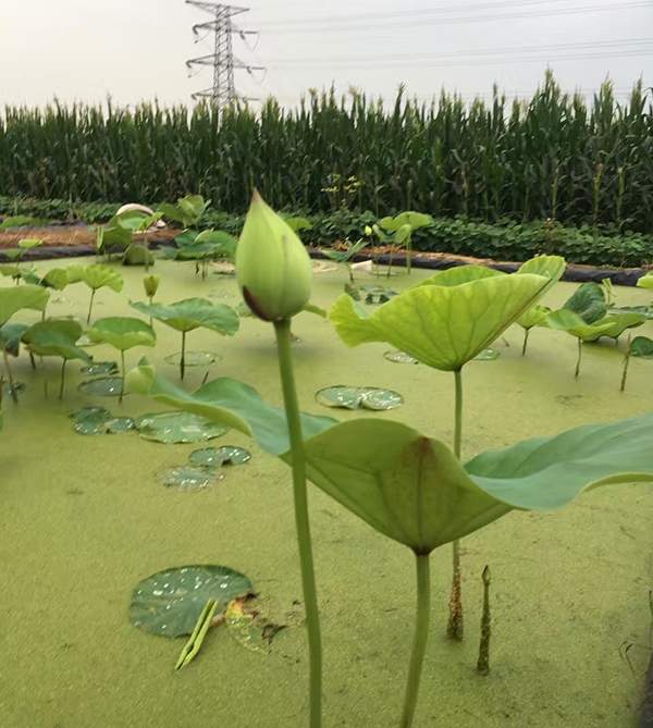 荷花種植基地實拍優質品種類