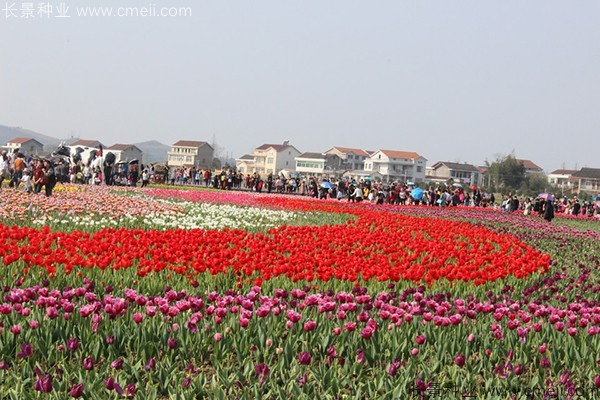 郁金香開花圖片