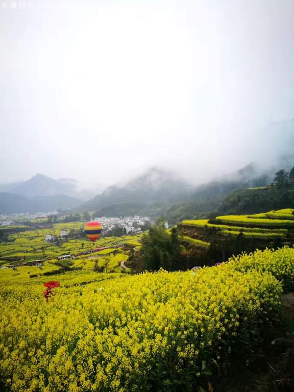 黃色花海油菜花田景觀鄉村旅游