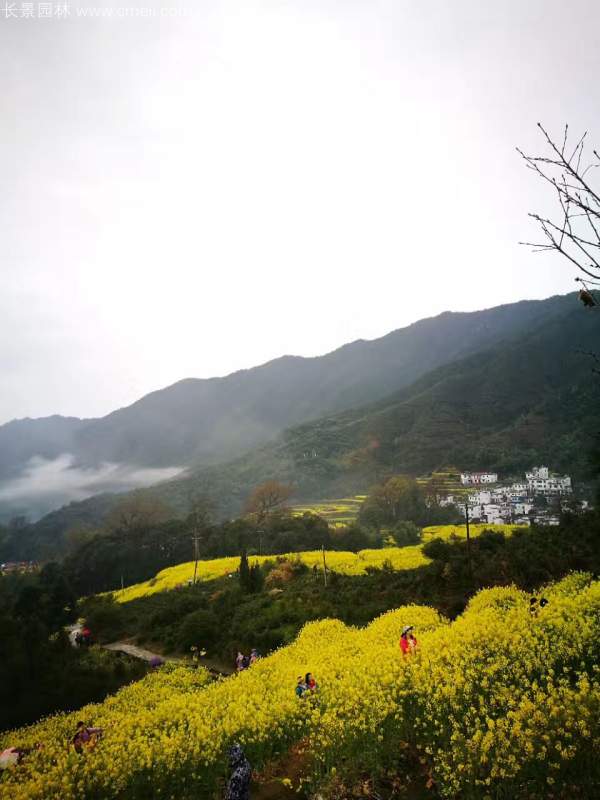 黃色花海油菜花田景觀鄉村旅游