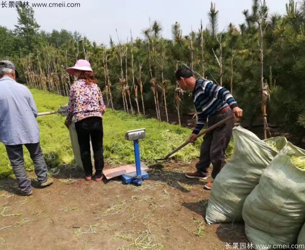 佛甲草起苗挖苗現場實拍圖片