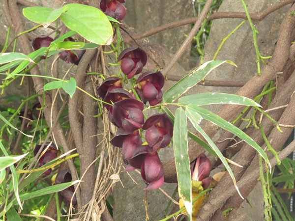 紅花紫藤樹苗開花紅色