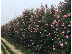 木槿樹苗、木槿花多少錢