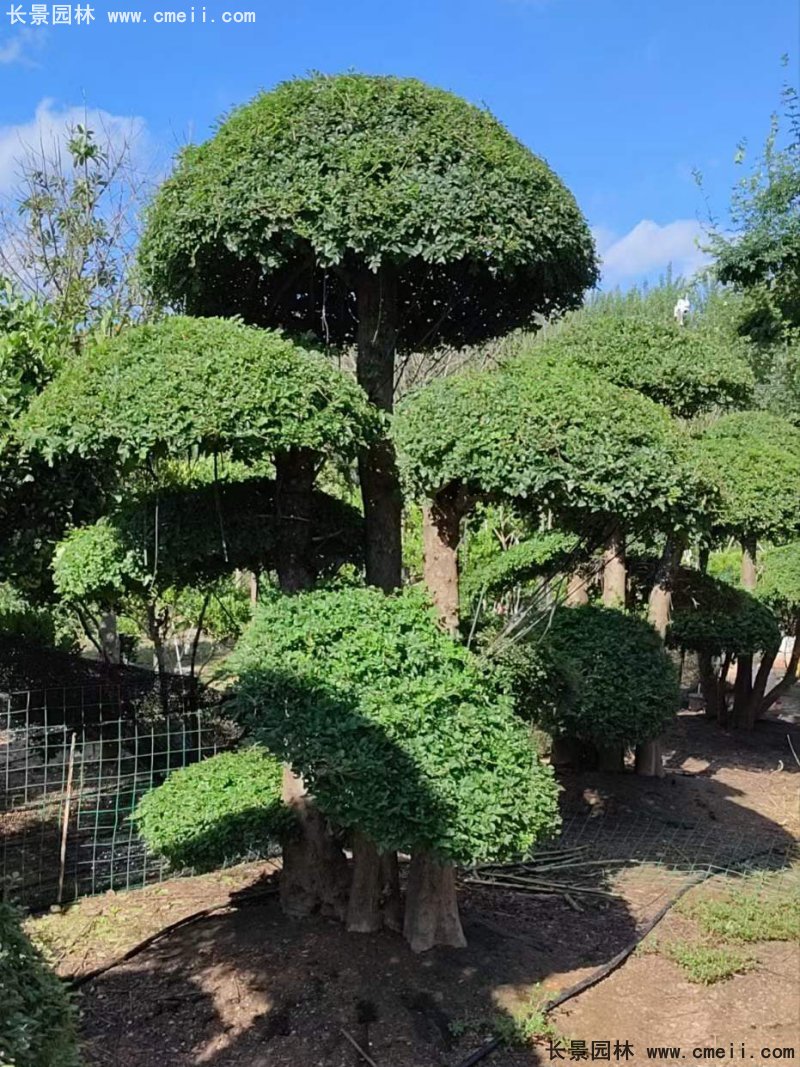 對節白蠟造型盆景地景