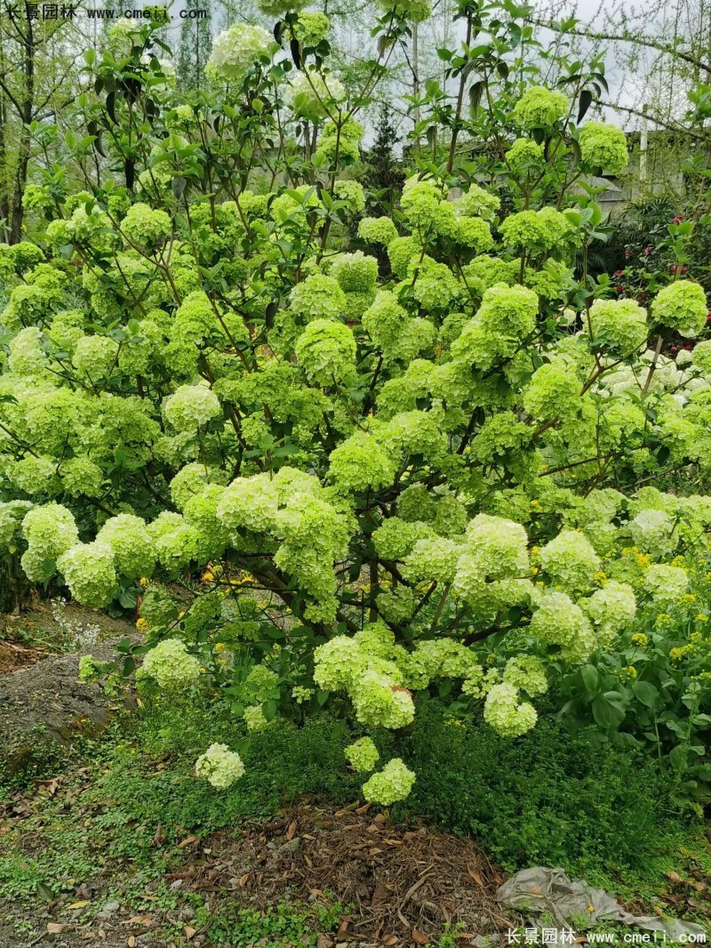 中華木繡球基地實(shí)拍圖片