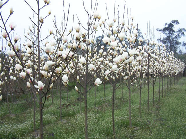 沭陽長景園林白玉蘭種植基地實拍圖片