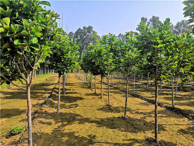 沭陽長景園林白玉蘭種植基地實拍圖片