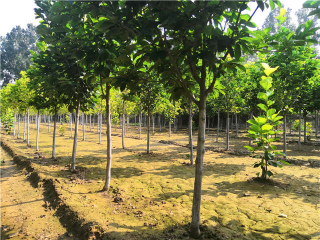 沭陽長景園林白玉蘭種植基地實拍圖片