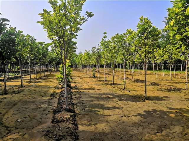 沭陽長景園林白玉蘭種植基地實拍圖片