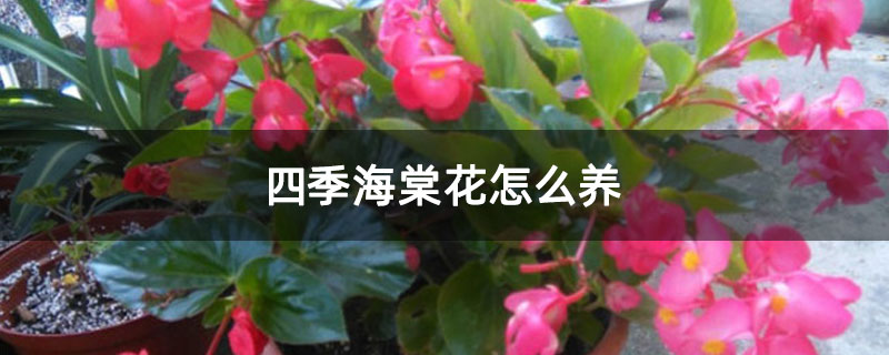 四季海棠花怎么養(yǎng)