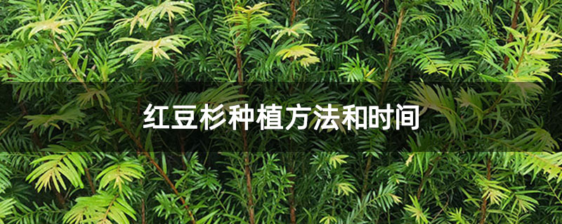 紅豆杉種植方法和時間