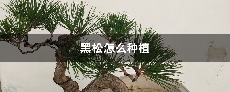 黑松怎么種植