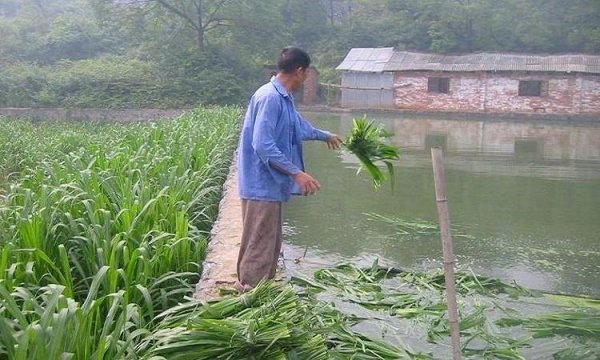 養魚牧草喂魚青草