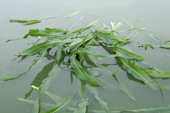 養魚牧草喂魚青草