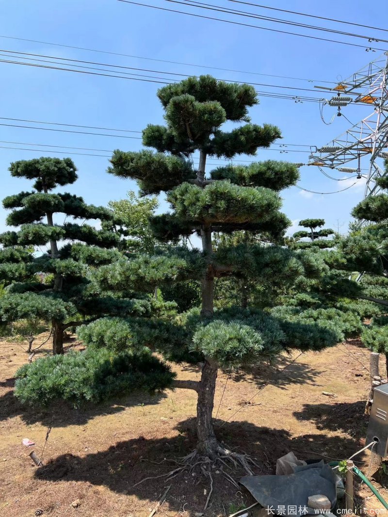 造型五針松