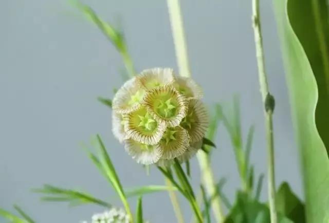 輪峰菊的形態特征、生長習性及種植方法