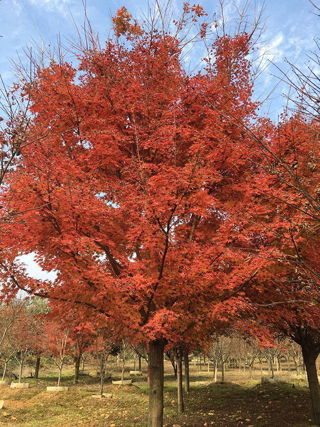 美國紅楓小苗怎樣種植?美國紅楓小苗管理技術