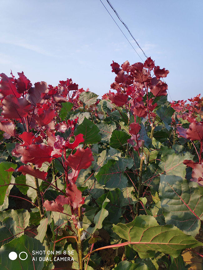 紅葉楊樹怎么種植?紅葉楊種植技術