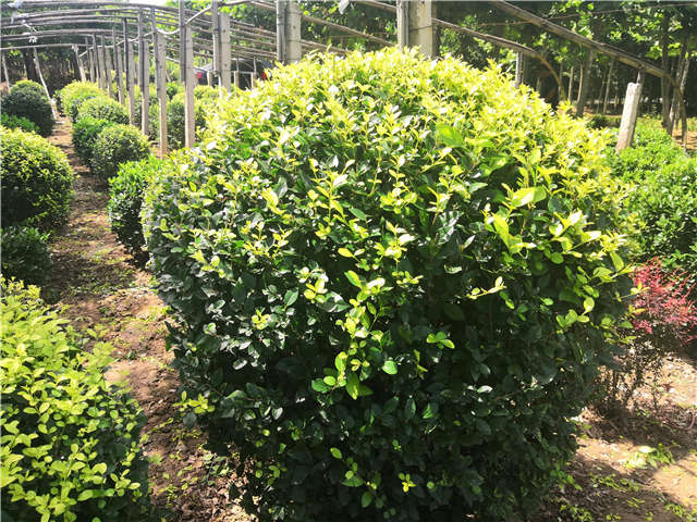 沭陽長景園林金葉女貞球種植基地實拍圖片